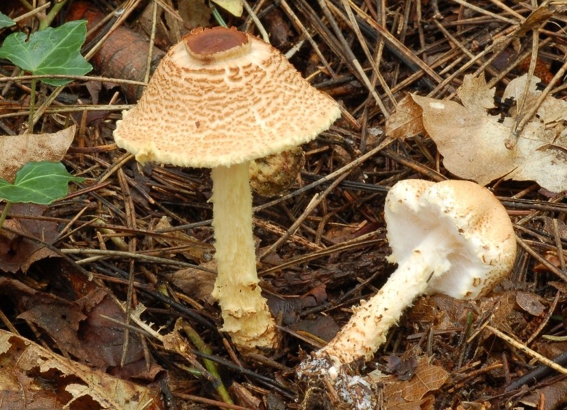 Lepiota.